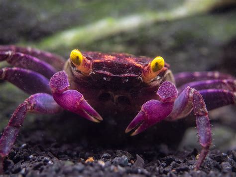 vampire crab tsuki|Geosesarma dennerle .